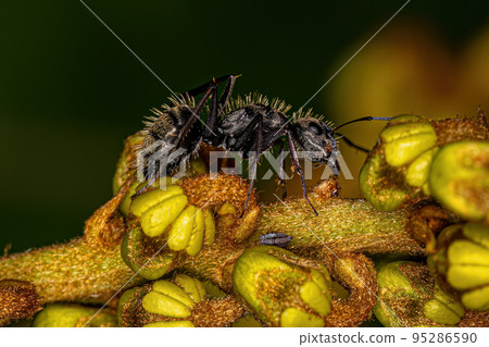 Adult Female Carpenter Ant Adult Female Carpenter Ant 95286590