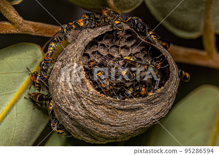 Adult Long-waisted Honey Wasps 95286594