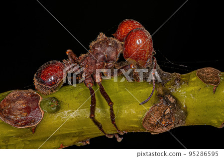 Dead Adult Atta Leaf-cutter Ant Dead Adult Atta Leaf-cutter Ant 95286595