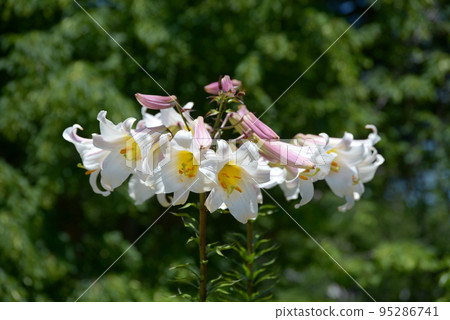 富豪莉莉 95286741