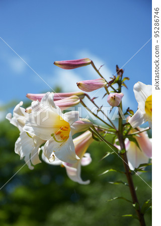 Regal Lily Regal Lily 95286746