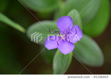 異種奇博金納 異種奇博金納 95286803