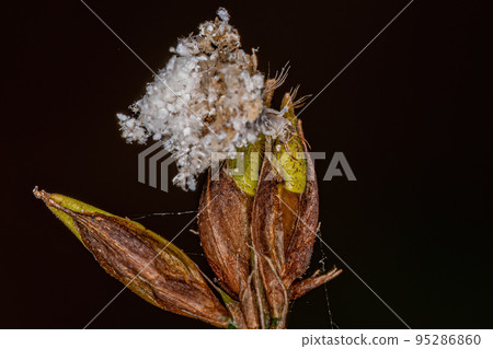 Green Lacewing Larva 95286860