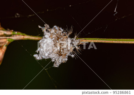 Green Lacewing Larva 95286861