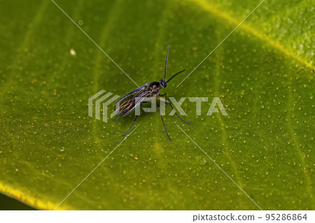 Adult Dark-winged Fungus Gnat 95286864