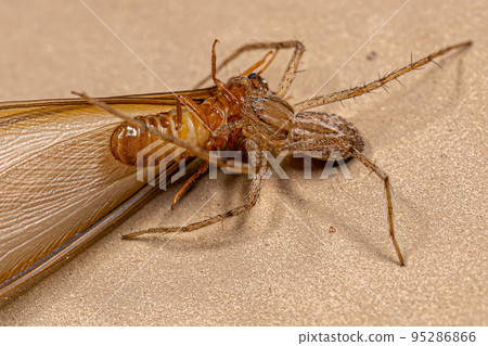 Adult Female Running Crab Spider preying on an Adult Higher Termite 95286866