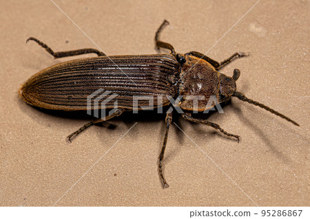 Adult Click Beetle 95286867