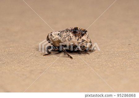 Adult True Weevil 95286868