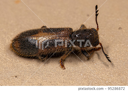 Adult Checkered Beetle 95286872