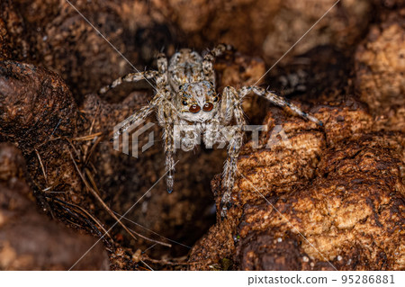 Small Male Jumping Spider Small Male Jumping Spider 95286881
