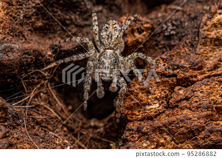 Small Male Jumping Spider Small Male Jumping Spider 95286882