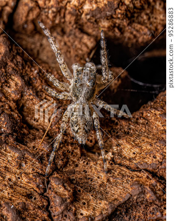 Small Male Jumping Spider Small Male Jumping Spider 95286883