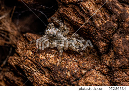 Small Male Jumping Spider Small Male Jumping Spider 95286884