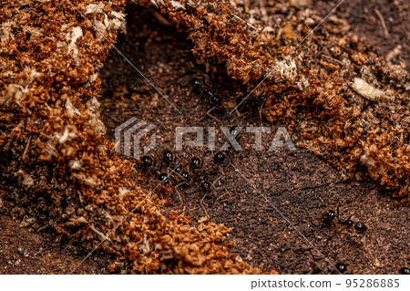 Adult Female Big-headed Ants Adult Female Big-headed Ants 95286885