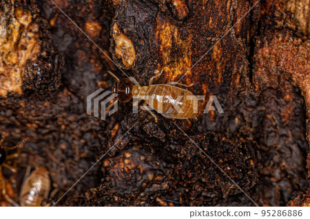 Adult Nasute Termites Adult Nasute Termites 95286886