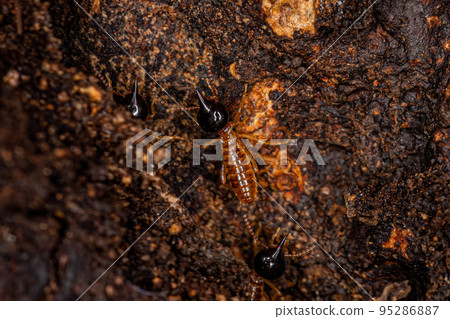 Adult Nasute Termites Adult Nasute Termites 95286887