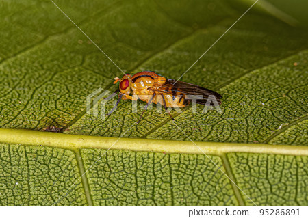 Adult Lauxaniid Fly Adult Lauxaniid Fly 95286891