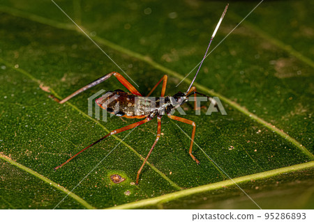 Leaf-footed Bug nymph Leaf-footed Bug nymph 95286893