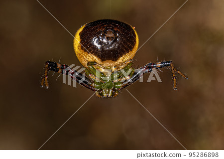 Adult Female Pelargonium Flower Spider Adult Female Pelargonium Flower Spider 95286898
