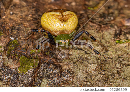 Adult Female Pelargonium Flower Spider 95286899