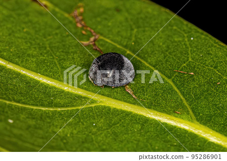 Adult Lady Beetle 95286901