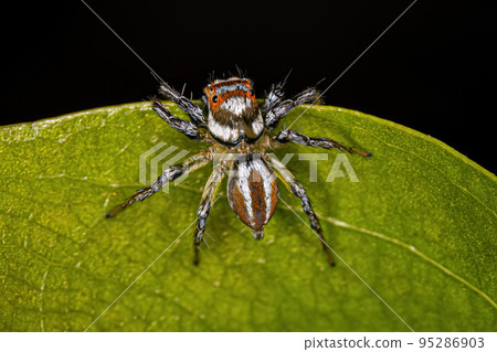 Adult Female Jumping Spider 95286903