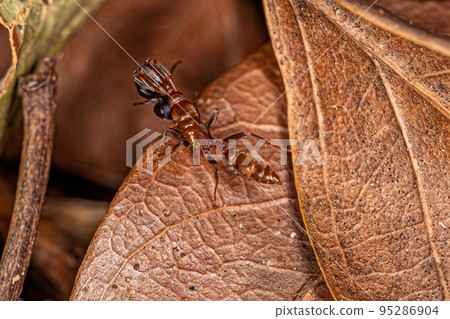 Adult Female Twig Ant carrying another ant of the same species 95286904