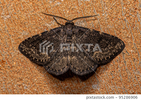 Small Adult Moth Small Adult Moth 95286906
