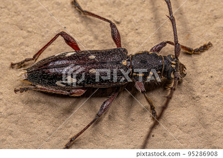 Adult Typical Longhorn Beetle Adult Typical Longhorn Beetle 95286908
