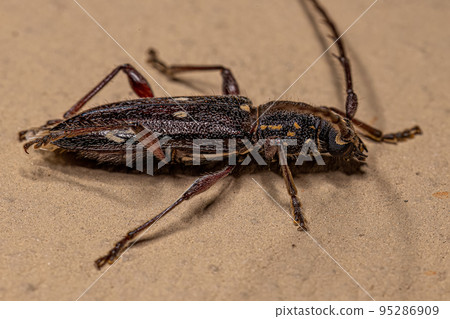 Adult Typical Longhorn Beetle 95286909