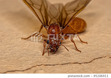 Adult Female Winged Thief Queen Ant Adult Female Winged Thief Queen Ant 95286911