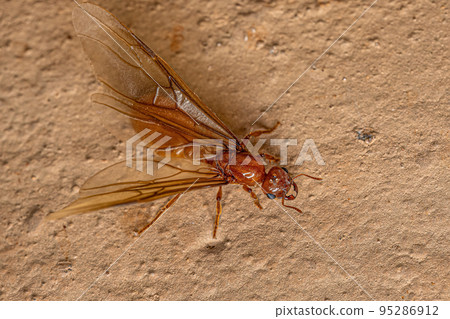 Adult Female Winged Thief Queen Ant Adult Female Winged Thief Queen Ant 95286912