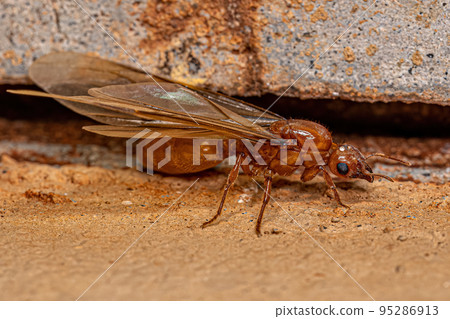 Adult Female Winged Thief Queen Ant Adult Female Winged Thief Queen Ant 95286913