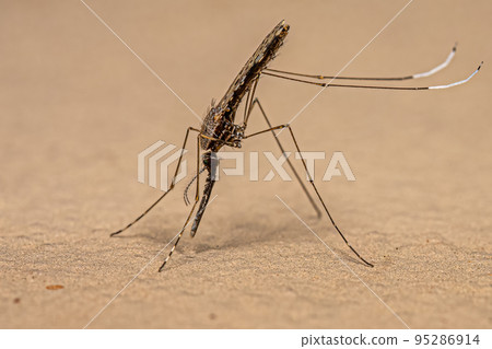 Adult Malaria Mosquito Adult Malaria Mosquito 95286914