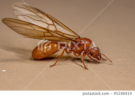 Adult Female Winged Thief Queen Ant Adult Female Winged Thief Queen Ant 95286919