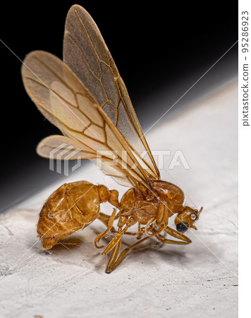 Adult Male Winged Thief Ant Adult Male Winged Thief Ant 95286923