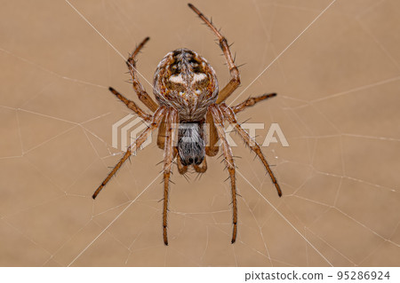 Female Adult Typical Orbweaver Spider Female Adult Typical Orbweaver Spider 95286924