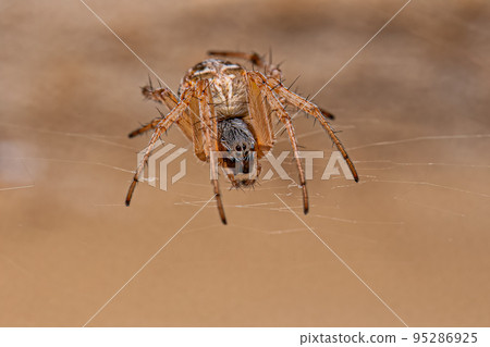 Female Adult Typical Orbweaver Spider Female Adult Typical Orbweaver Spider 95286925