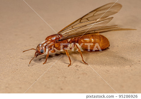 Adult Female Winged Thief Queen Ant Adult Female Winged Thief Queen Ant 95286926