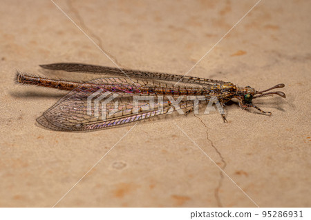 Adult Antlion Insect 95286931