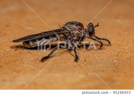Adult Robber Fly Adult Robber Fly 95286933
