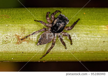 Male Jumping Spider Male Jumping Spider 95286940