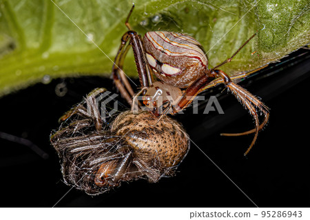 Small Female Pirate Spider preying on a small Classic Orbweaver Small Female Pirate Spider preying on a small Classic Orbweaver 95286943