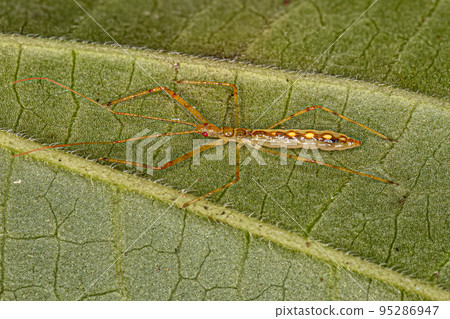 Assassin Bug Nymph Assassin Bug Nymph 95286947