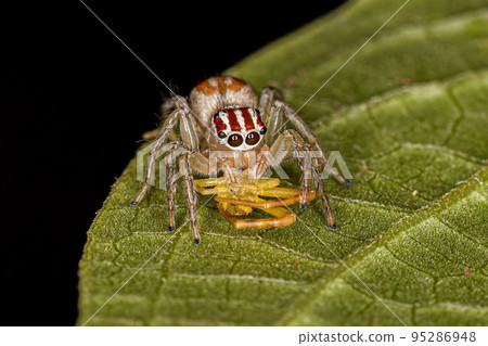 Adult Female Jumping Spider preying on a female crab spider Adult Female Jumping Spider preying on a female crab spider 95286948