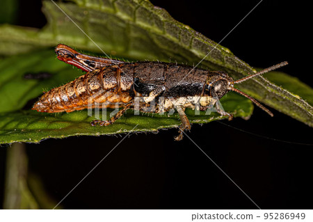 Short-horned Grasshopper Nymph Short-horned Grasshopper Nymph 95286949