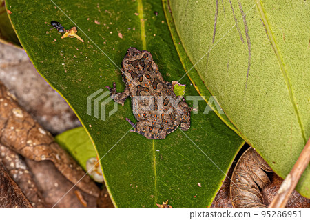 juvenile Cururu Toad juvenile Cururu Toad 95286951