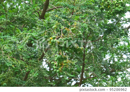 Green kaya fruit (summer, July) 95286962