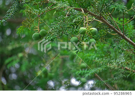 Green kaya fruit (summer, July) Green kaya fruit (summer, July) 95286965