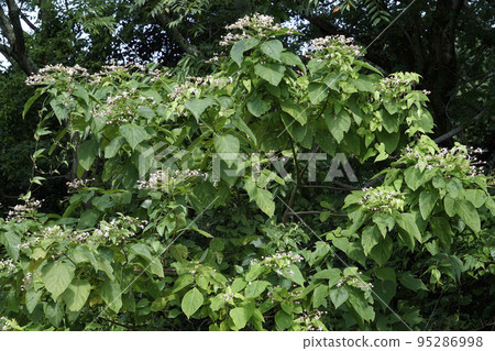Pink and white rabbit flowers blooming among thickets 95286998